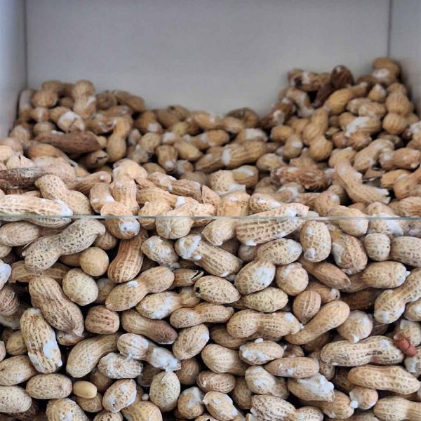 بادام زمینی غلاف دار 3